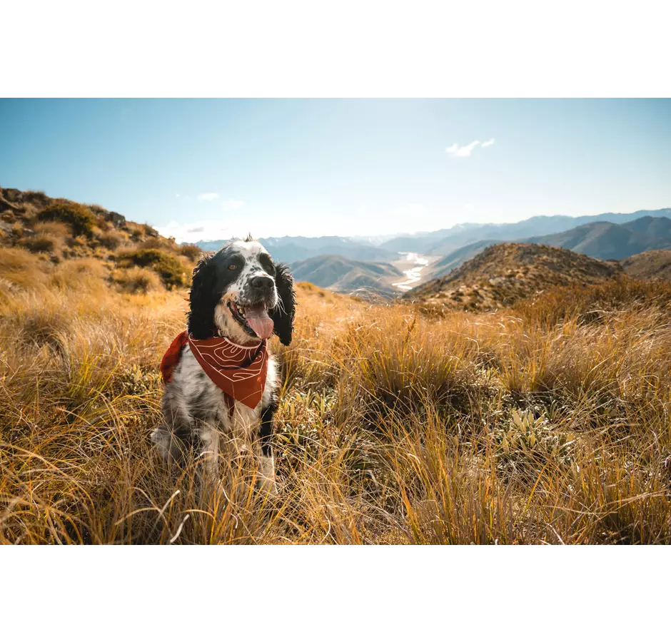 Mt Dumblane Hike With Dog