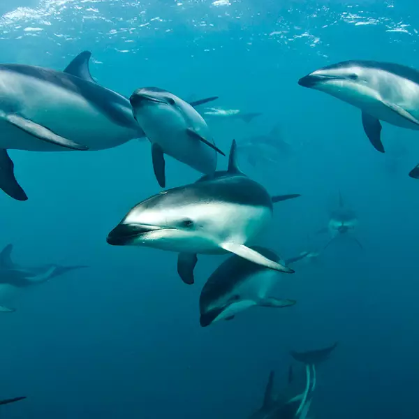 Kaikoura Dolphins Underwater