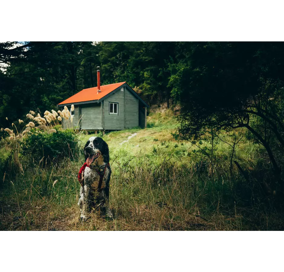 Pinch Gut Hut Hike View Of Hut With Dog