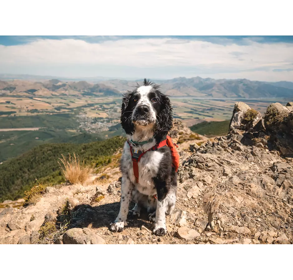 Mt Isobel Hike Summit View With Dog