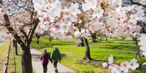 Christchurch Spring Walking Amongst Blossom