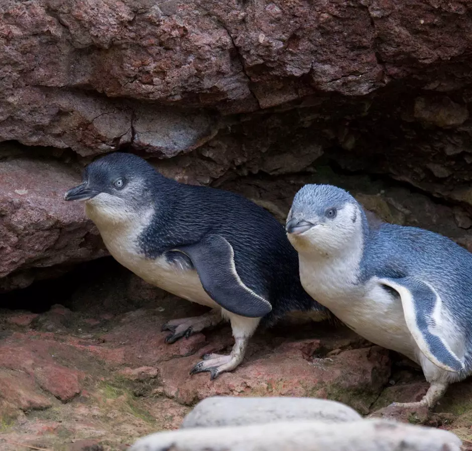 Two Penguins cover under rocks