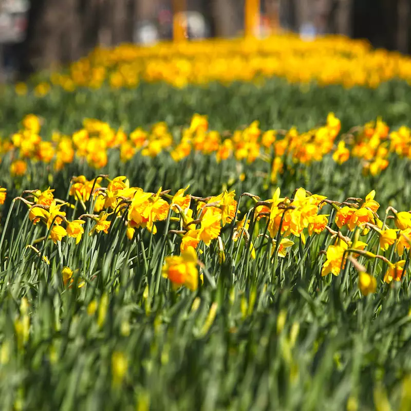 Christchurch Daffodil Field Spring
