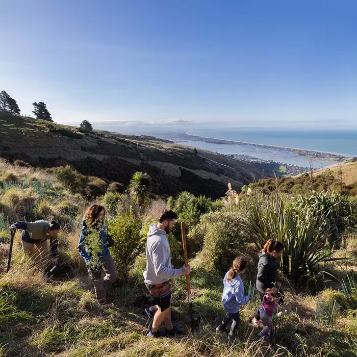 Planting Trees On The Port Hills