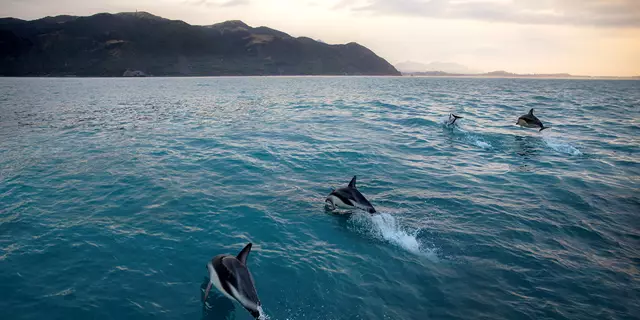 Dolphins in Kaikoura