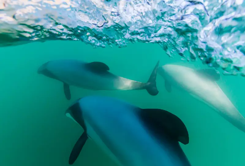 Hector's Dolphins in Akaroa Harbour